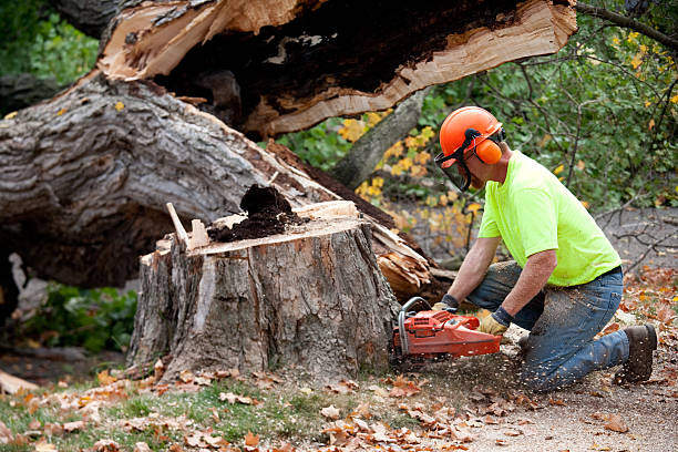 Best Seasonal Cleanup (Spring/Fall)  in Waynesboro, GA